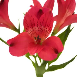 Red Peruvian Lily Flowers 7 Red Peruvian Lily Flowers -Garden of Petals red peruvian lily flowers wholesale flowers apron 2584f