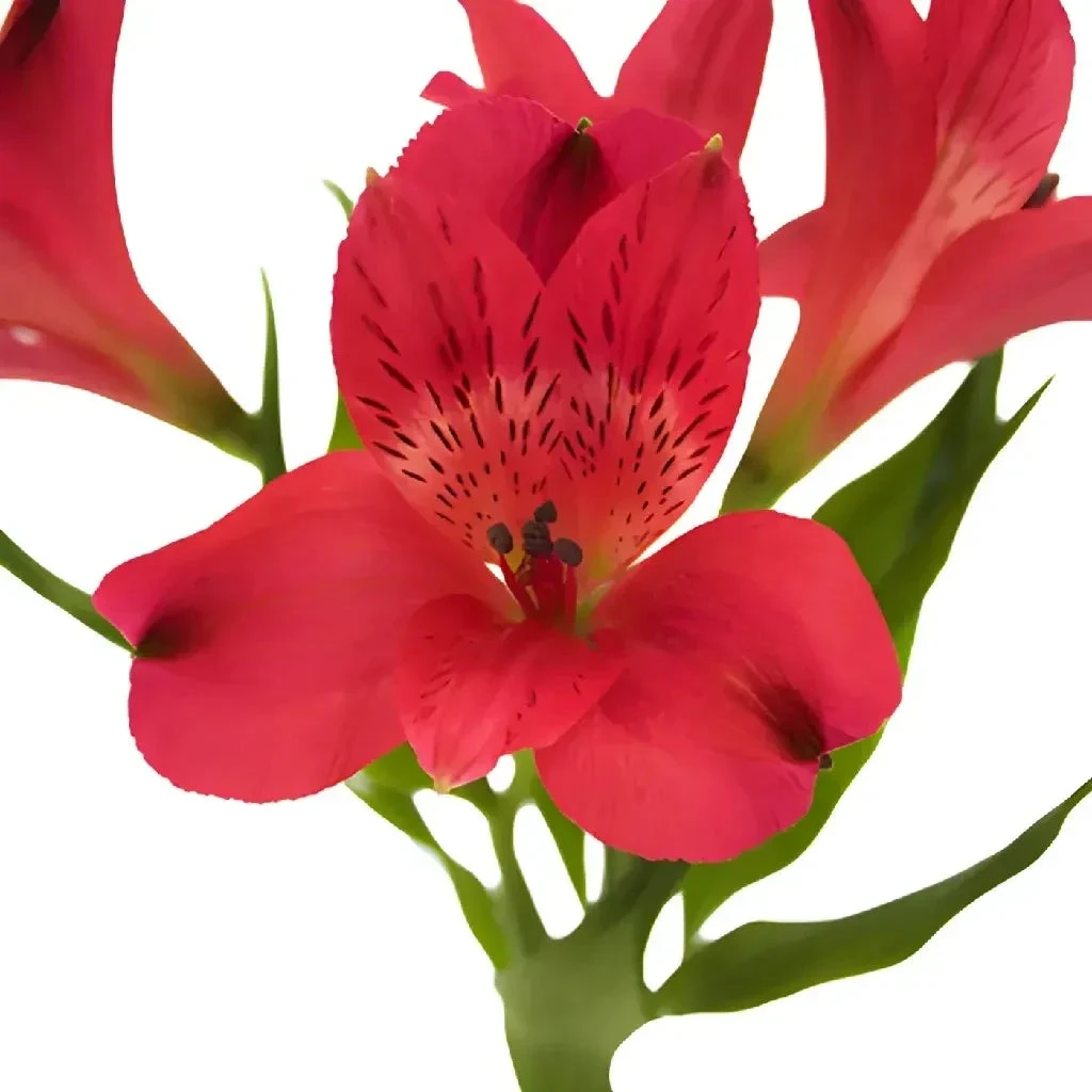 Red Peruvian Lily Flowers 4 Red Peruvian Lily Flowers - Image 4