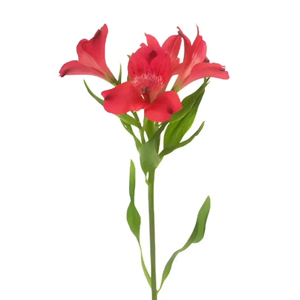 Red Peruvian Lily Flowers 2 Red Peruvian Lily Flowers - Image 2