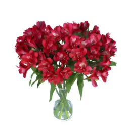 Red Peruvian Lily Flowers 6 Red Peruvian Lily Flowers -Garden of Petals red peruvian lily flowers wholesale flowers vase 780fe