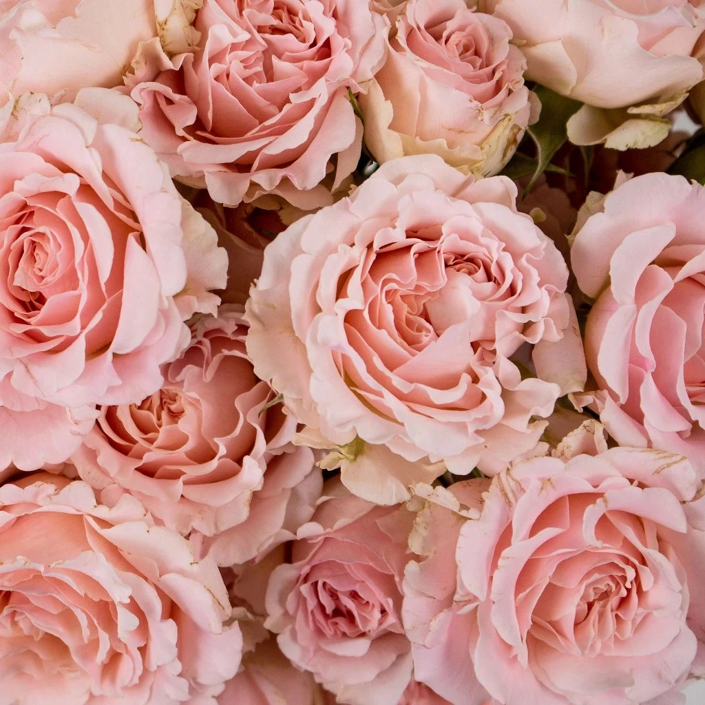 Pink Rosever Spray Garden Rose 1 Pink Rosever Spray Garden Rose