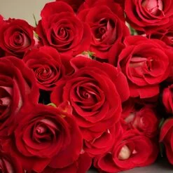 Lets Tango Red Spray Roses