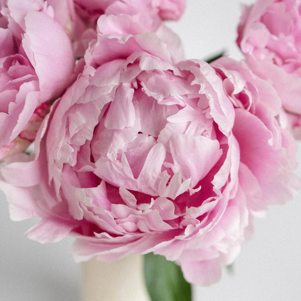Sarah Bernhardt Peonies For May Delivery 1 Sarah Bernhardt Peonies For May Delivery