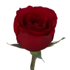 Sexy Red Bulk Red Roses -Garden of Petals sexy red stem 350 dd3d960f b3f7e318 c38b 4208 81e4 4bfd40d644b7