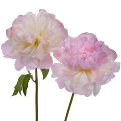 Shirley Temple Peonies For May