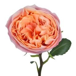 Smiles In The Sky Garden Rose