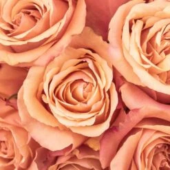 Melon Ice Wholesale Rose