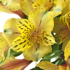 Tiger Stripe Peruvian Lilies