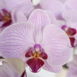 Tiger Striped Purple Orchids