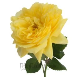 Garden Rose Yellow Toulousse Lautrec -Garden of Petals toulousse lautrec yellow garden roses online for weddings 62 4584 l 36ebe235 1ba0 4201 aa1f 65fa9282e210