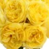 Garden Rose Yellow Toulousse Lautrec