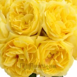 Garden Rose Yellow Toulousse Lautrec