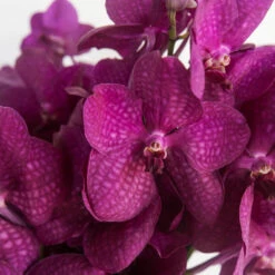 Vanda Orchids Hot Pink Calypso