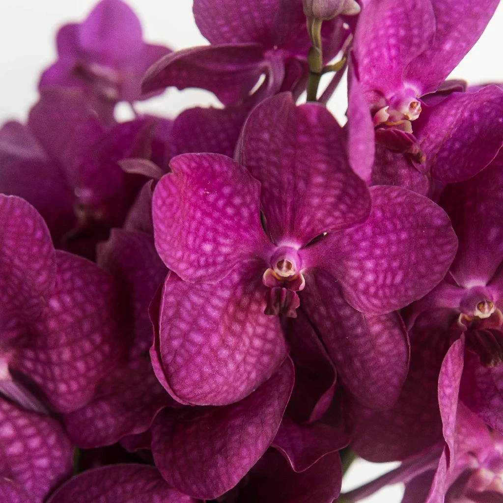 Vanda Orchids Hot Pink Calypso 1 Vanda Orchids Hot Pink Calypso