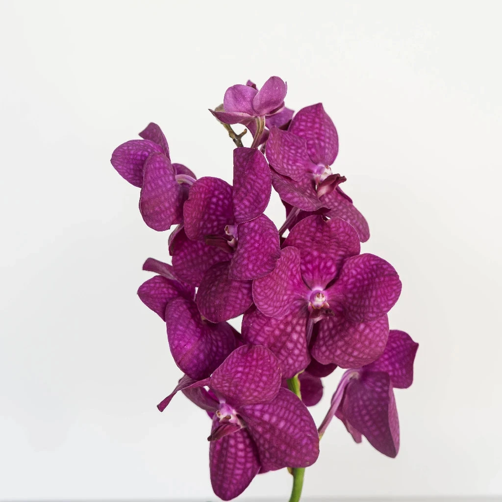 Vanda Orchids Hot Pink Calypso 2 Vanda Orchids Hot Pink Calypso - Image 2