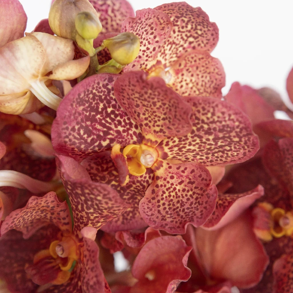 Vanda Orchids Red Magic 1 Vanda Orchids Red Magic