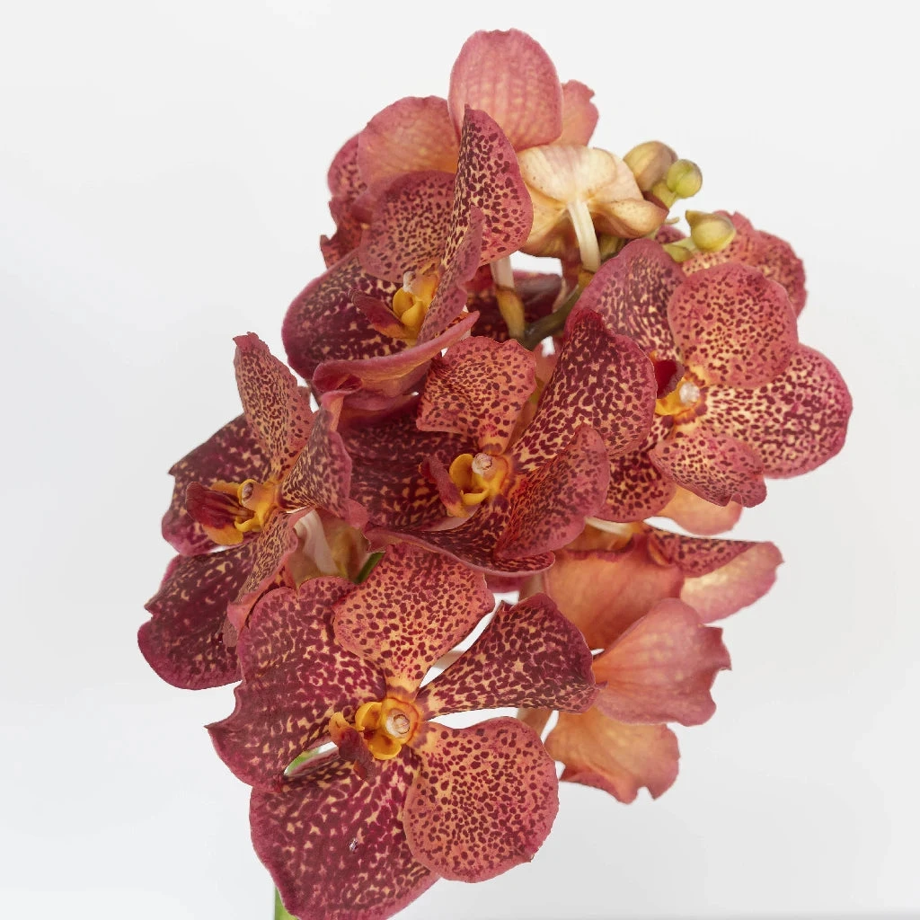 Vanda Orchids Red Magic 2 Vanda Orchids Red Magic - Image 2