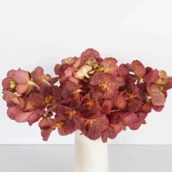 Vanda Orchids Red Magic 6 Vanda Orchids Red Magic -Garden of Petals vanda orchids red magic wholesale flowers vase 13f04
