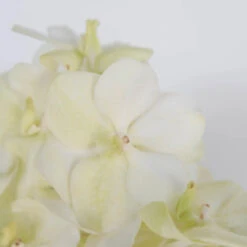 Vanda Orchids White Magic