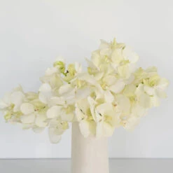 Vanda Orchids White Magic -Garden of Petals vanda orchids white magic wholesale flowers vase 5a9a2