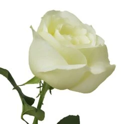 Vanilla Cream Garden Rose -Garden of Petals vanilla cream garden roses online for weddings 35 5388 l 97919acb 1cf0 4718 a9ff 9465cfd0cf9b