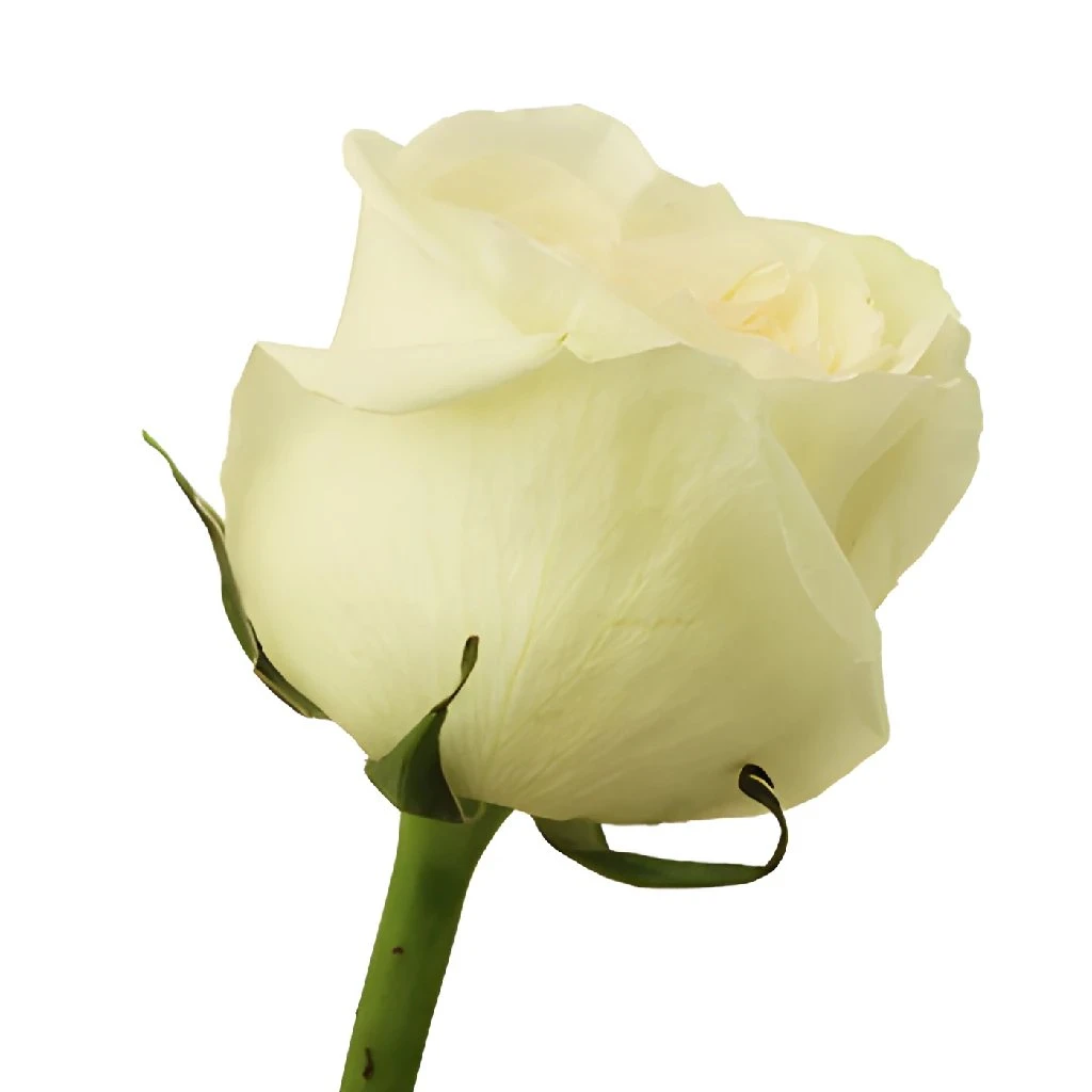 Vintage Promenade Garden Rose - Image 3