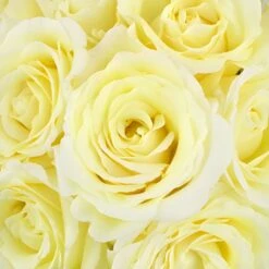 Garden Rose Ivory Vitality