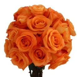 Voodoo Orange Rose -Garden of Petals vodoo bunch 350 2296dba1
