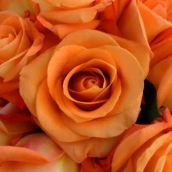 Voodoo Orange Rose