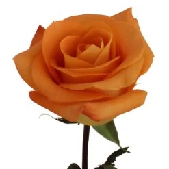 Voodoo Orange Rose -Garden of Petals vodoo stem 350 2068d43e