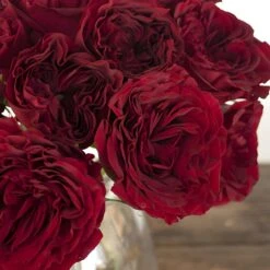 Walk Of Fame Garden Rose -Garden of Petals walk of fame red garden rose bunch 45 5351 l af95ac12 d844 4b75 a80a 987a4fc1a969