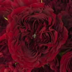 Walk Of Fame Garden Rose