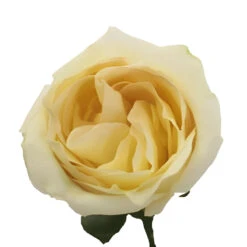 White Chocolate Rose -Garden of Petals white chocolate rose wholesale flowers 3adb9