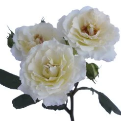White Cloud Spray Garden Roses -Garden of Petals white cloud garden roses online for weddings 95 3039 l