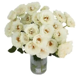 White Cloud Spray Garden Roses -Garden of Petals white cloud garden roses wedding bouquet idea 43 3039 l