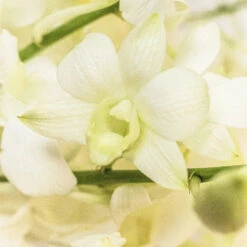 White Wedding Fresh Orchid Lei