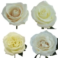 White Ecuadorian Roses