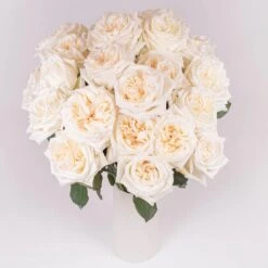 Garden Rose Creamy White Blush 6 Garden Rose Creamy White Blush -Garden of Petals white ohara roses diy wedding 34 3278 l 82da40f9 9e0f 45c2 ac4c 0183d47709cb