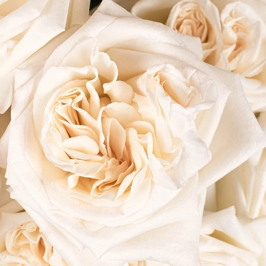 Garden Rose Creamy White Blush 1 Garden Rose Creamy White Blush