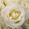 Proud White Rose