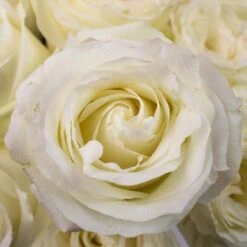 Proud White Rose