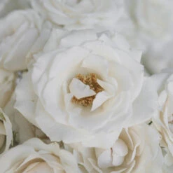 White Spray Roses In Bulk
