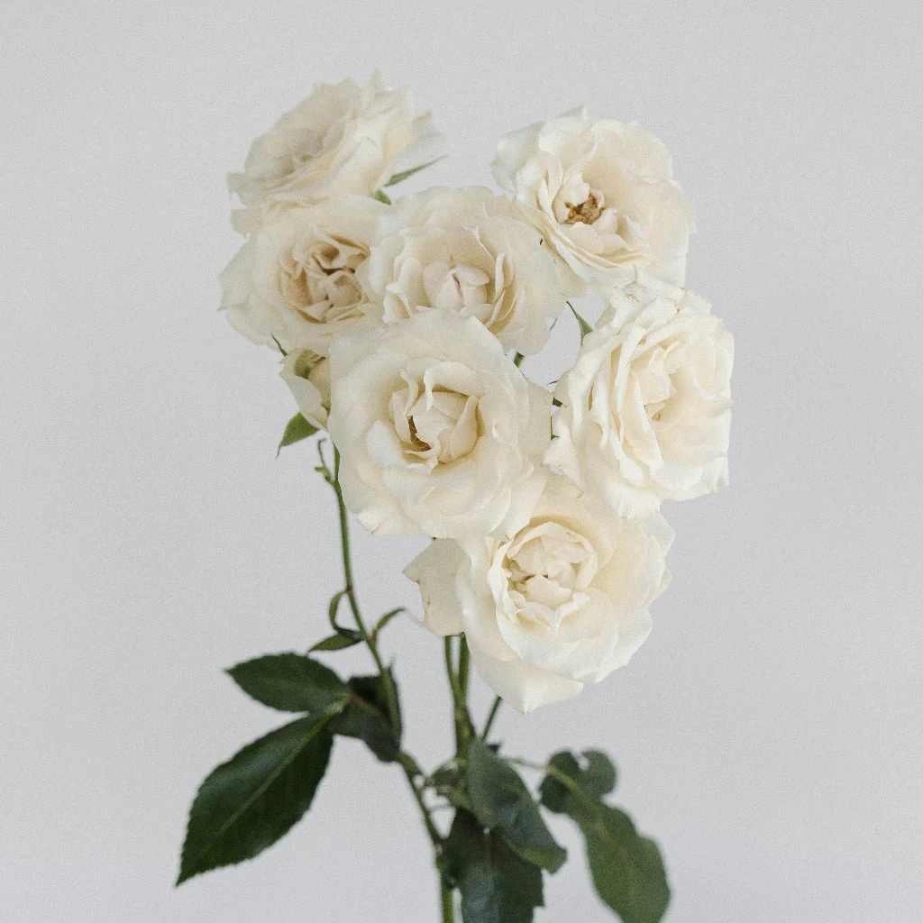 White Spray Roses In Bulk 2 White Spray Roses In Bulk - Image 2