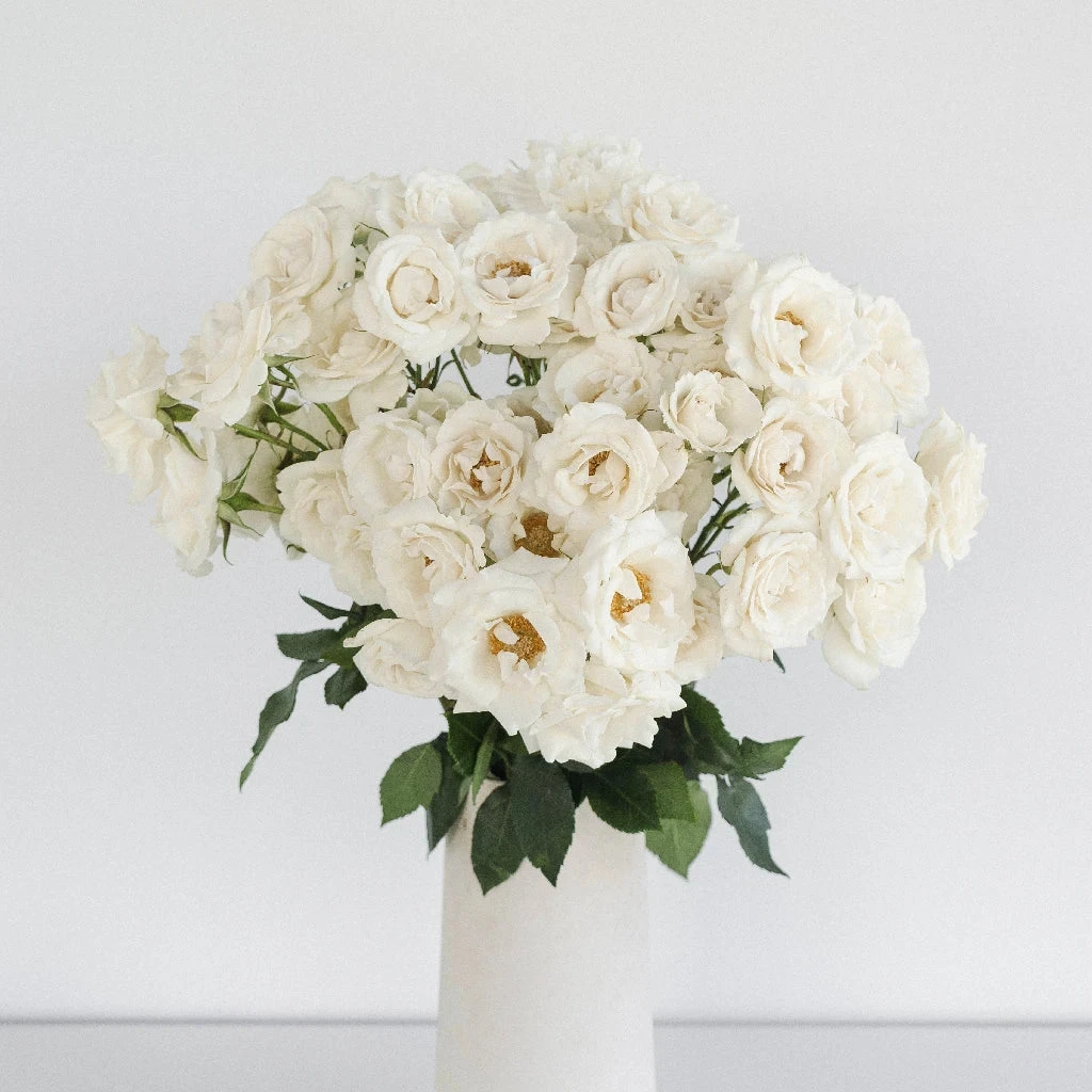 White Spray Roses In Bulk 3 White Spray Roses In Bulk - Image 3