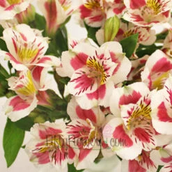 Wine And White Peruvian Lilies