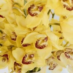 Yellow Cymbidium Orchids