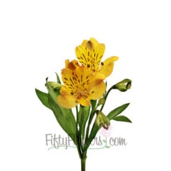 Yellow Peach Peruvian Lilies -Garden of Petals yellow peach alstroemeria diyy wedding flowers 6 4543 l e1741021 bf1c 4115 9deb afd7d11aacfc