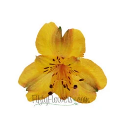 Yellow Peach Peruvian Lilies -Garden of Petals yellow peach alstroemeria flower online 83 4543 l 76baeecd 88b7 47b7 8f44 e4ea9c7ff74f