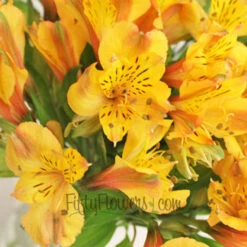 Yellow Peach Peruvian Lilies
