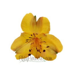 Yellow Peach Peruvian Lilies -Garden of Petals yellow peach peruvian lilies wholesale flowers apron 3ed49